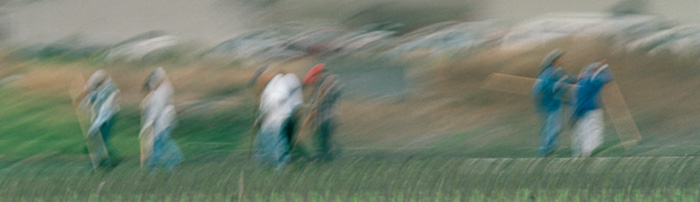 Six Thinners, Nashua Road, near Castroville, 2002