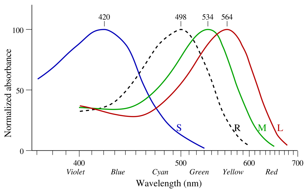 rho cone response in red, gamma in green, beta in blue; fourth curve is rod response