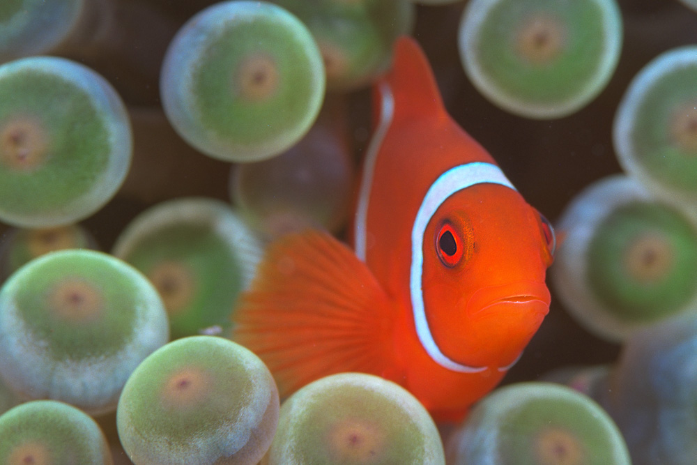 Orange Clown Green Anemone