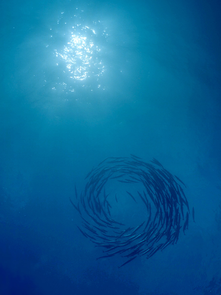 Schooling Barracudas