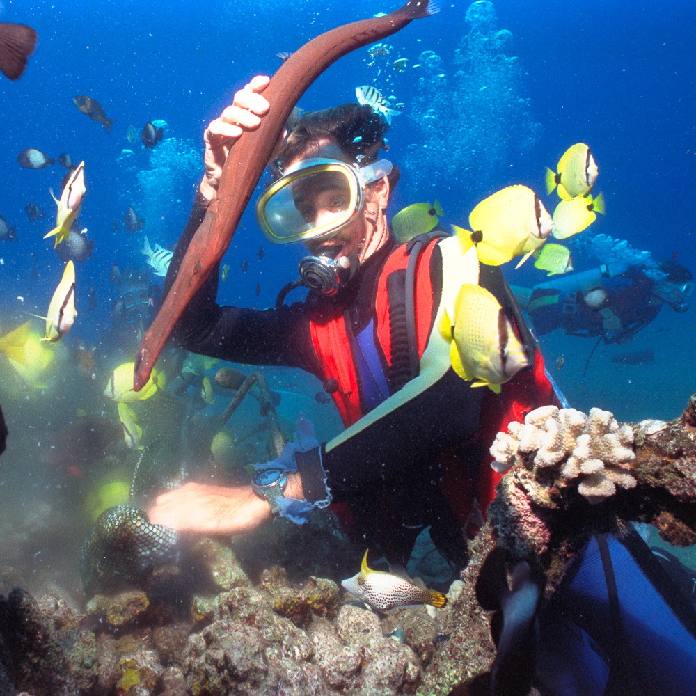 Severns and trumpetfish